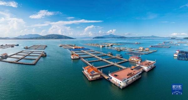 神州风物丨大黄鱼“重生”记