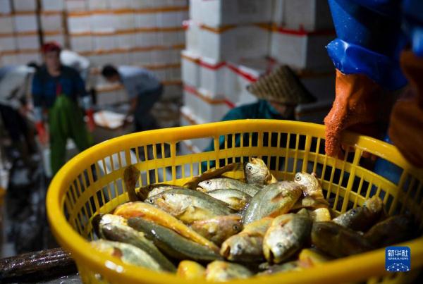 神州风物丨大黄鱼“重生”记