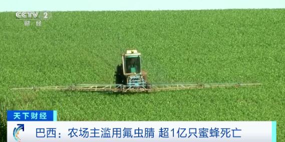 超1亿只!这里成群蜜蜂接连死亡!罪魁祸首是它 超1亿只!这里成群蜜蜂接连死亡!罪魁祸首是它