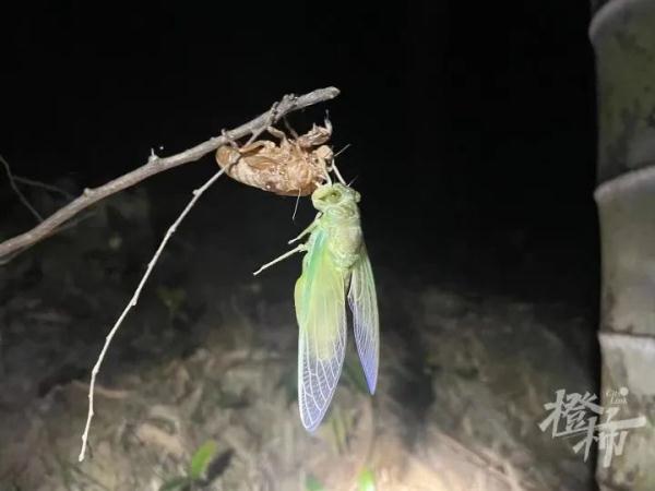 19岁男子离职捉“虫”月入三四万？“最多四个晚上赚了近一万”