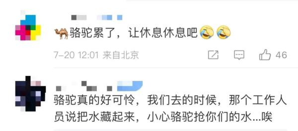 体力不支，骆驼集体“罢工”？敦煌景区回应；这个夏天，你在哪里人从众？