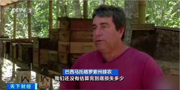 超1亿只!这里成群蜜蜂接连死亡!罪魁祸首是它 超1亿只!这里成群蜜蜂接连死亡!罪魁祸首是它