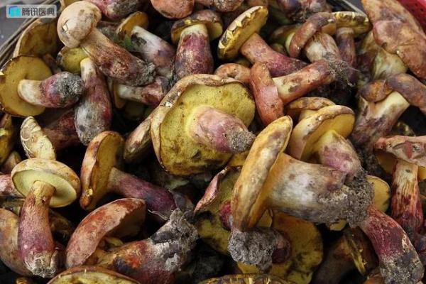 离谱!网友分享野生菌中毒经历:狗过来问我,菌子好吃不? 离谱!网友分享野生菌中毒经历:狗过来问我,菌子好吃不?