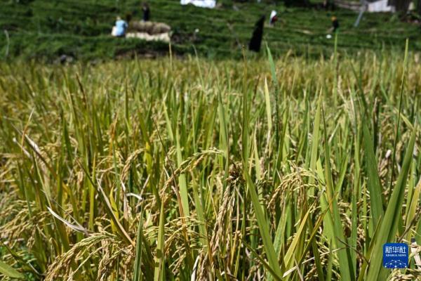 印度尼西亚：收获稻米