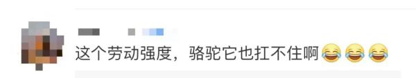 体力不支，骆驼集体“罢工”？敦煌景区回应；这个夏天，你在哪里人从众？