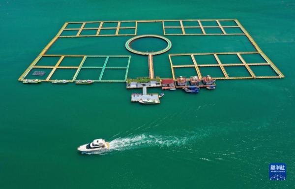 神州风物丨大黄鱼“重生”记