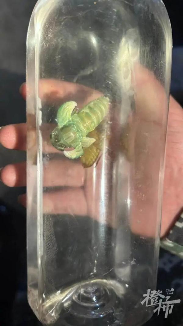 19岁男子离职捉“虫”月入三四万？“最多四个晚上赚了近一万”