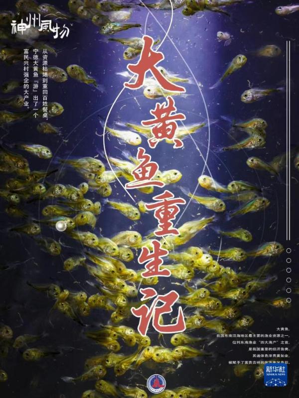 神州风物丨大黄鱼“重生”记