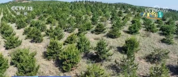 守护好绿水青山 人工林筑起万亩屏障 守护好绿水青山 人工林筑起万亩屏障