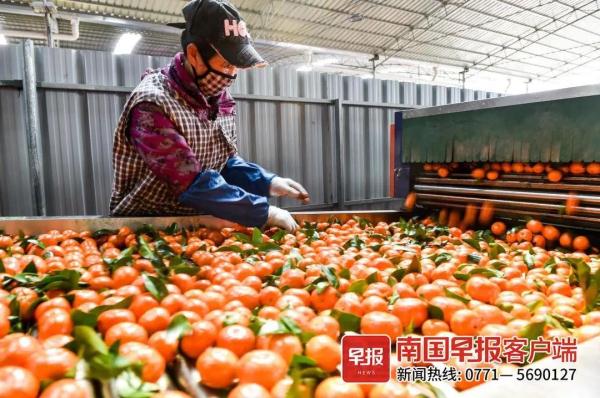 炫起来！广西水果产量连续五年保持全国第一