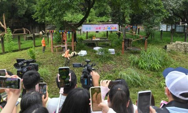 重庆动物园大熊猫双胞胎兄妹“渝可”“渝爱”满周岁