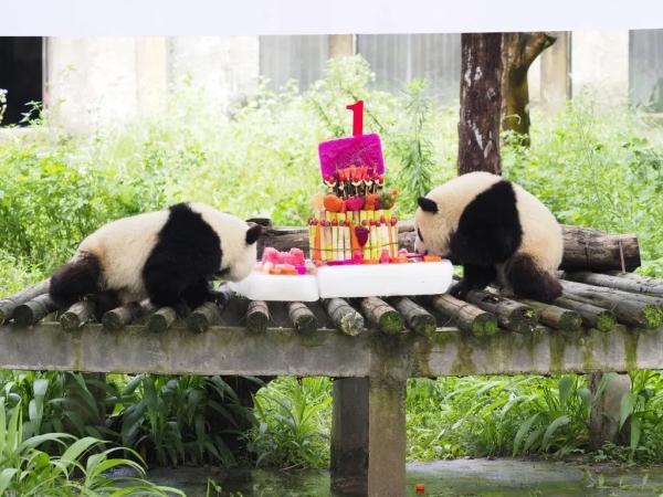 顶流大熊猫“渝可渝爱”今天满周岁！生日会现场人气爆棚