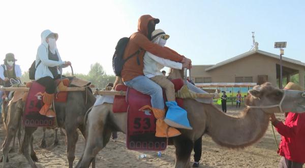 敦煌一景区骆驼劳累过度被人骑死?记者采访当地农户 敦煌一景区骆驼劳累过度被人骑死?记者采访当地农户