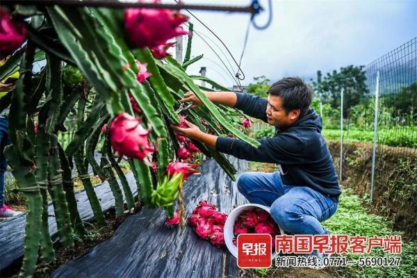 炫起来！广西水果产量连续五年保持全国第一