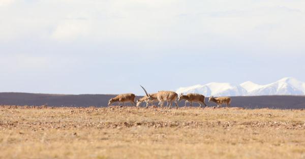 探秘国家公园丨三江源国家公园：绘就“中华水塔”新画卷
