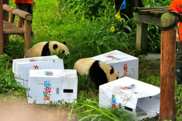 顶流大熊猫“渝可渝爱”今天满周岁！生日会现场人气爆棚
