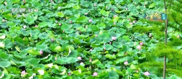 守护好绿水青山 人工林筑起万亩屏障 守护好绿水青山 人工林筑起万亩屏障