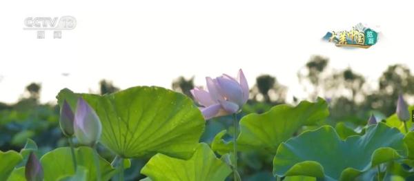 守护好绿水青山 人工林筑起万亩屏障 守护好绿水青山 人工林筑起万亩屏障