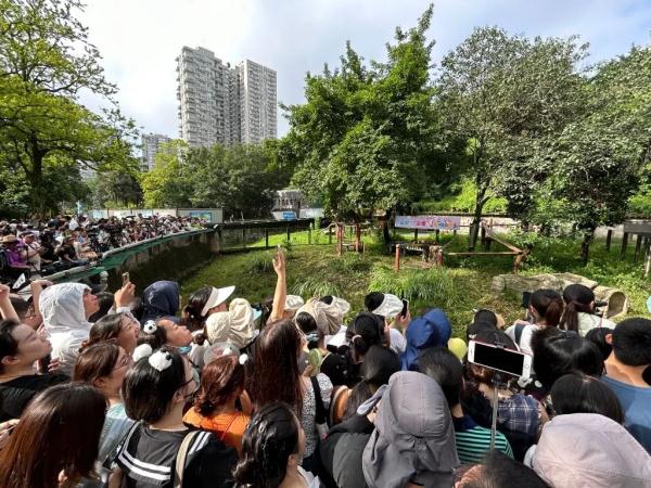 顶流大熊猫“渝可渝爱”今天满周岁！生日会现场人气爆棚