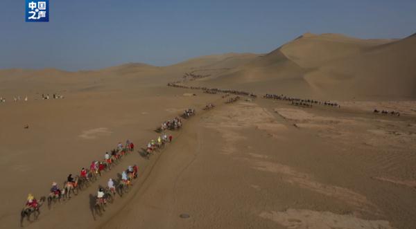 敦煌骆驼因游客太多被累死?景区回应 敦煌骆驼因游客太多被累死?景区回应