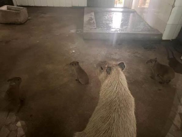 合肥再添三只小可爱
