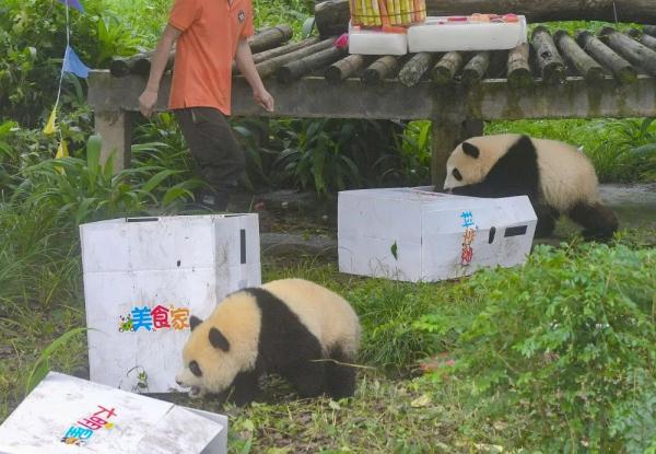 重庆动物园大熊猫双胞胎兄妹“渝可”“渝爱”满周岁