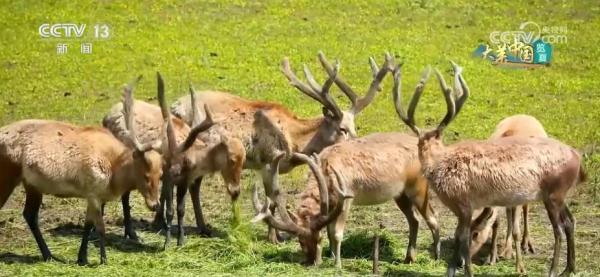 守护好绿水青山 人工林筑起万亩屏障 守护好绿水青山 人工林筑起万亩屏障