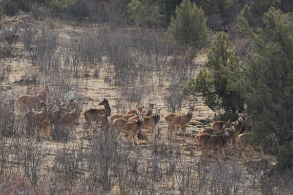 探秘国家公园丨三江源国家公园：绘就“中华水塔”新画卷