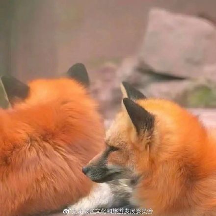 高手都怎么逛动物园？