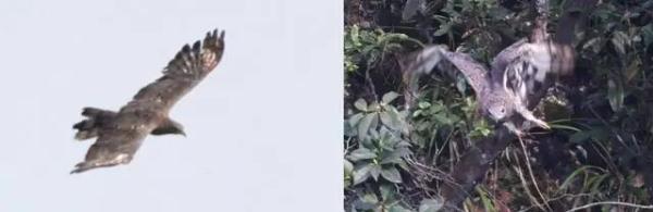 首次发现、刷新记录，广东多地有新惊喜！