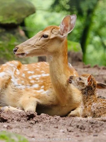 高手都怎么逛动物园？