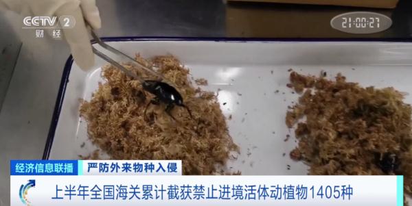 海关总署宣布:重点打击这些违法行为!多地已截获,严重或致死亡! 海关总署宣布:重点打击这些违法行为!多地已截获,严重或致死亡!