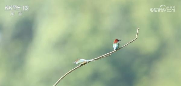 生态环境显著改善 国家二级保护动物蓝喉蜂虎现身