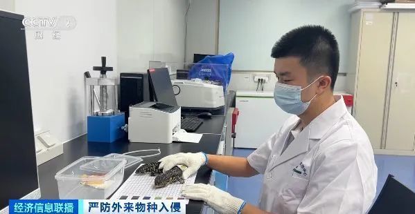 海关总署宣布:重点打击这些违法行为!多地已截获,严重或致死亡! 海关总署宣布:重点打击这些违法行为!多地已截获,严重或致死亡!