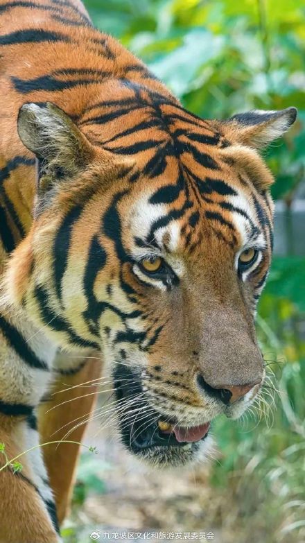 高手都怎么逛动物园？