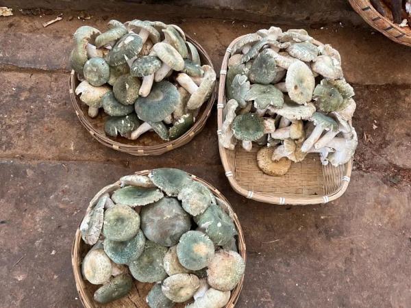 价格猛涨!最贵要卖500元/公斤 价格猛涨!最贵要卖500元/公斤