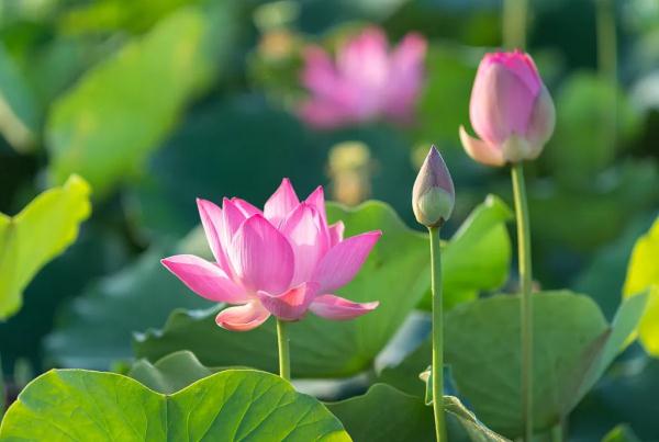 大暑：防暑、防湿、防寒，还要防“三病”！做错了，老生病