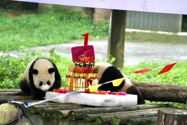 重庆动物园为“渝可”“渝爱”举办生日会