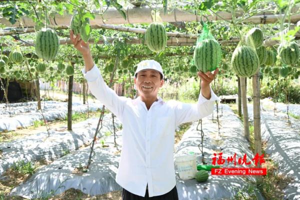 开眼了！居然长在空中！好多福州人爱吃