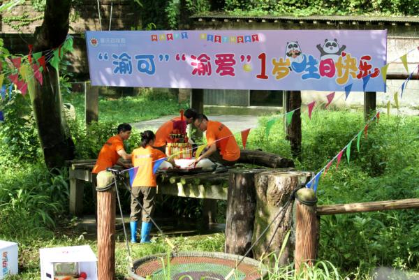 重庆动物园为“渝可”“渝爱”举办生日会