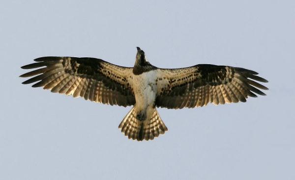 首次发现、刷新记录，广东多地有新惊喜！