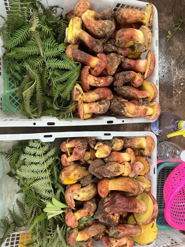 价格猛涨!最贵要卖500元/公斤 价格猛涨!最贵要卖500元/公斤