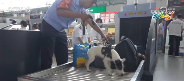 铁警警犬队为大运会保驾护航 护航铁路安全