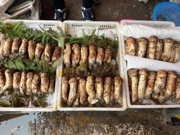 价格猛涨!最贵要卖500元/公斤 价格猛涨!最贵要卖500元/公斤