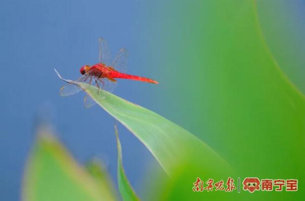 高温闷热、午后易现雷雨......“大暑”来了,广西天气有这些特征→ 高温闷热、午后易现雷雨......“大暑”来了,广西天气有这些特征→