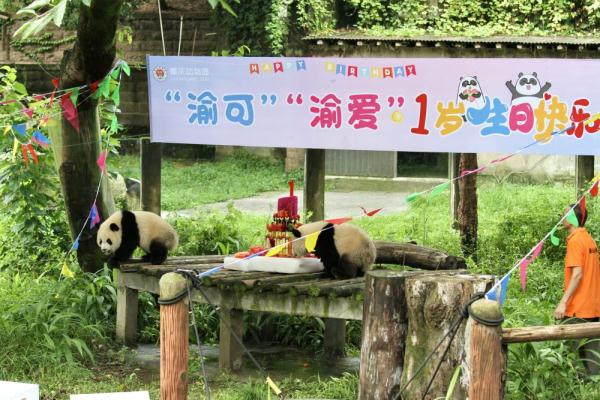 重庆双胞胎大熊猫“渝可”“渝爱”迎来一周岁生日