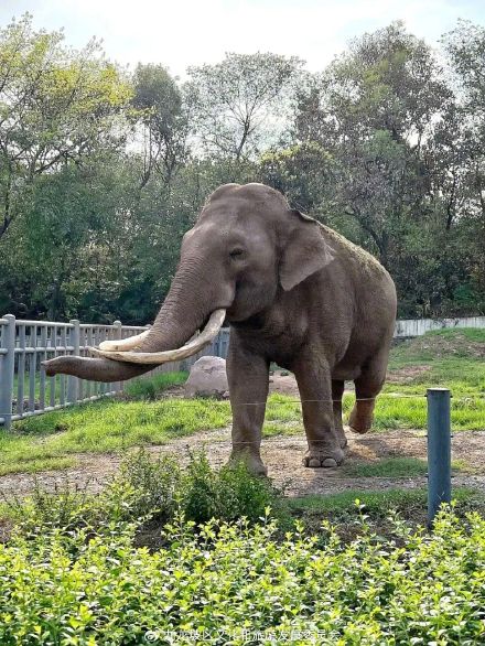 高手都怎么逛动物园？