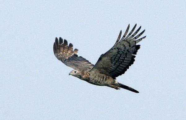 首次发现、刷新记录，广东多地有新惊喜！