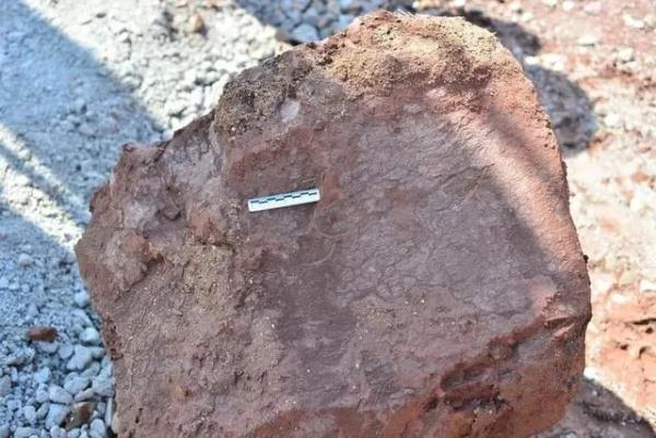 首次发现、刷新记录，广东多地有新惊喜！