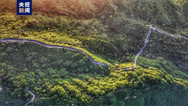 八达岭长城今晨现壮美云海 宛若金色游龙